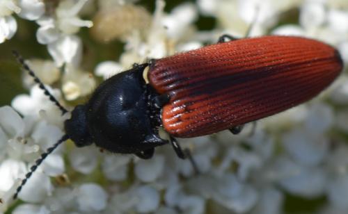 Réf. 225 799 : Ampedus sanguineus